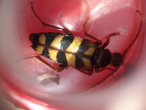 Leptura aurulenta
